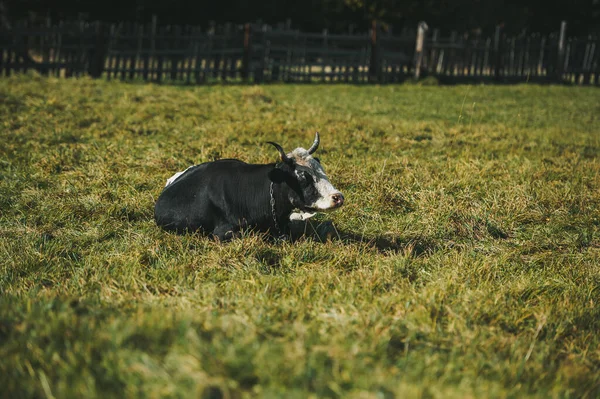 Kráva ležící na trávě na farmě — Stock fotografie