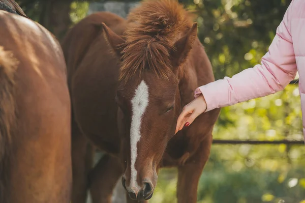 Pet lover. Hand of woman hugging a horse. — Stock Photo, Image