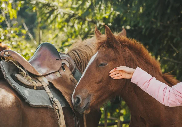 Любитель домашних животных. Рука женщины, обнимающей лошадь . — стоковое фото