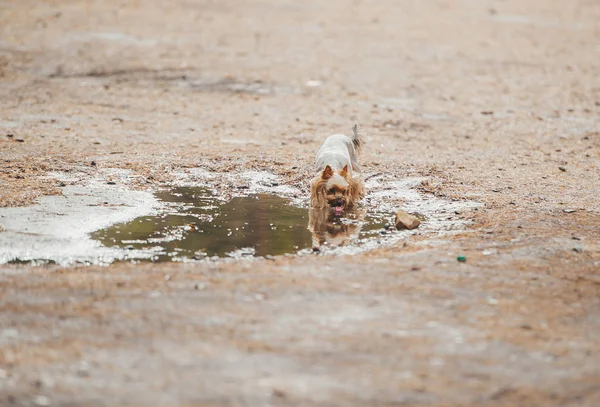 Yorkshire terrier trinkt wasser aus einer pfütze — Stockfoto