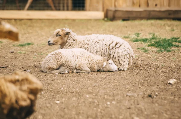 Twee Witte Schapen Liggen Grond Een Boerderij Sluitingsdatum — Stockfoto