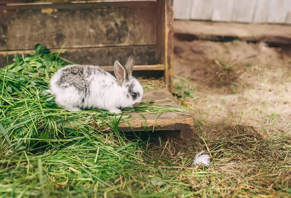 Roztomilý Králík Trávě Farmě Králík Jaře — Stock fotografie