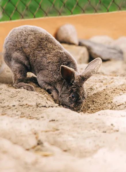 Cute dwarf rabbit digging a hole in the ground outdoors, making a tunnel.
