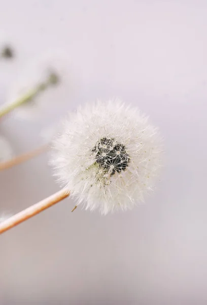 Diente León Blanco Fondo Abstracto Vista Cerca — Foto de Stock