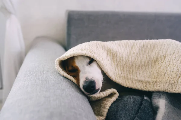 Sonolento Cão Jack Russell Terrier Envolto Cobertor Cama Aconchegante Retrato — Fotografia de Stock