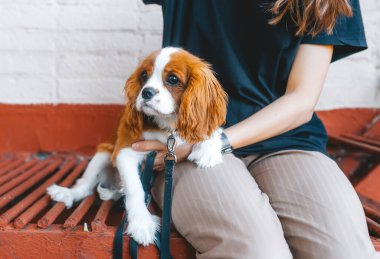 Şövalye Kral Charles Spaniel bir bankta sahibinin ayaklarının üzerinde oturuyor.