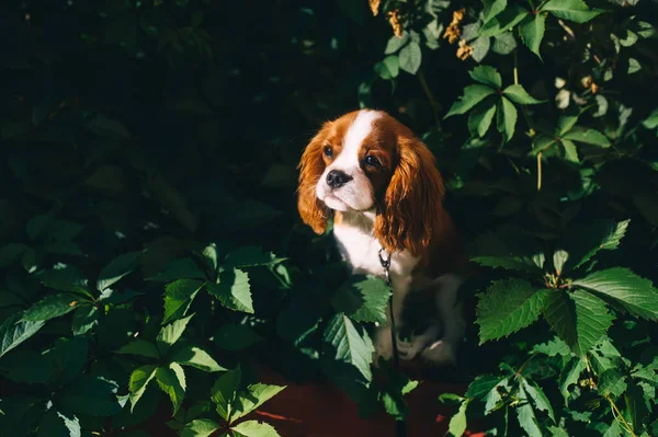 Cute Cavalier king charles spaniel puppy in the summer garden. Closeup of puppy with tree leaves in the background.