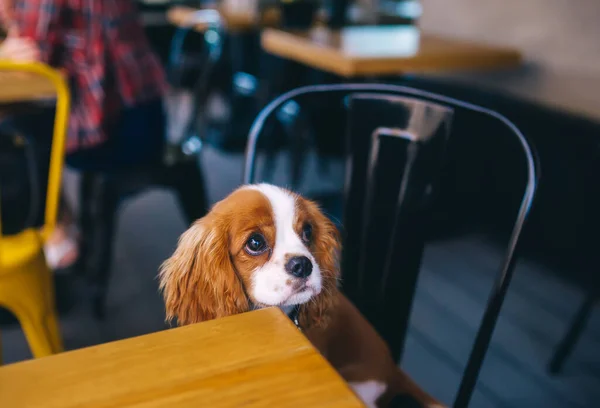 Şehir kafesinde masanın arkasında oturan sevimli köpek yavrusu. Kral Charles spaniel cinsi.