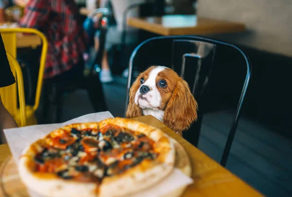 Köpek pizzayla masada. Yavru Şövalye Kral Charles Spaniel kafede. Şehir restoranında evcil hayvan. Yatay portre