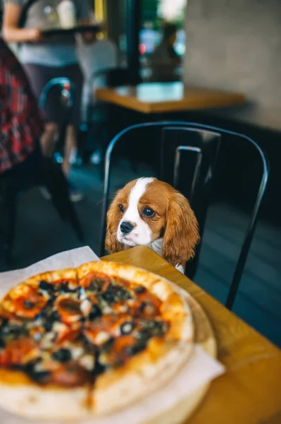 Dog at the table with pizza. Puppy Cavalier King Charles Spaniel in the cafe. Pet at city restaurant