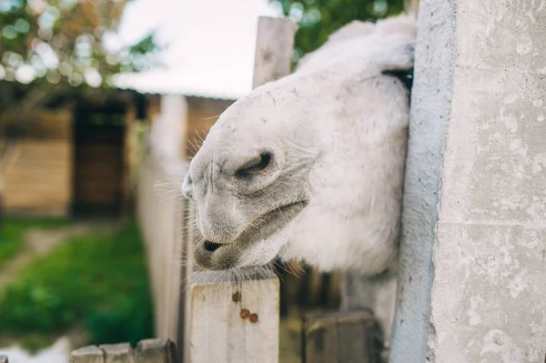 ヤギの顔を閉じます 古い木製のフェンスの後ろに面白い白いヤギが見え カメラに直接見えます 白い銃口でヤギ サイドビュー — ストック写真