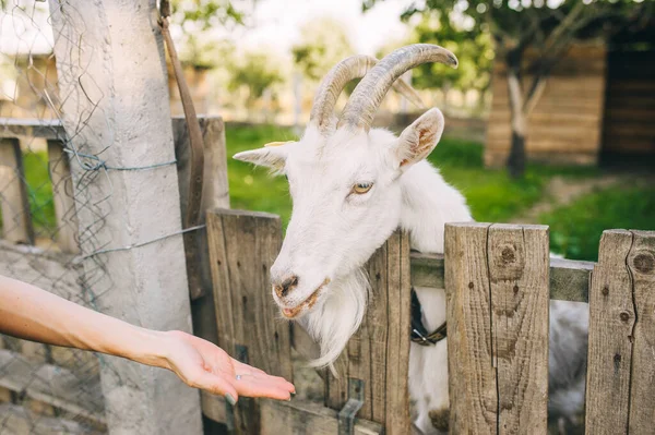 Eine Weiße Gehörnte Ziege Frisst Auf Einem Bauernhof Aus Der — Stockfoto