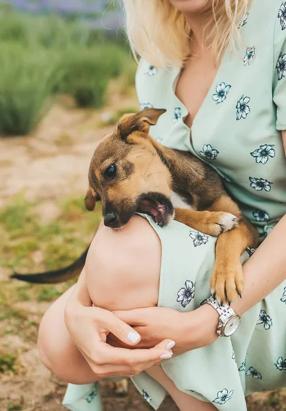 Pequeño Cachorro Mestizo Juguetón Agarrando Las Rodillas Una Mujer Primer — Foto de Stock