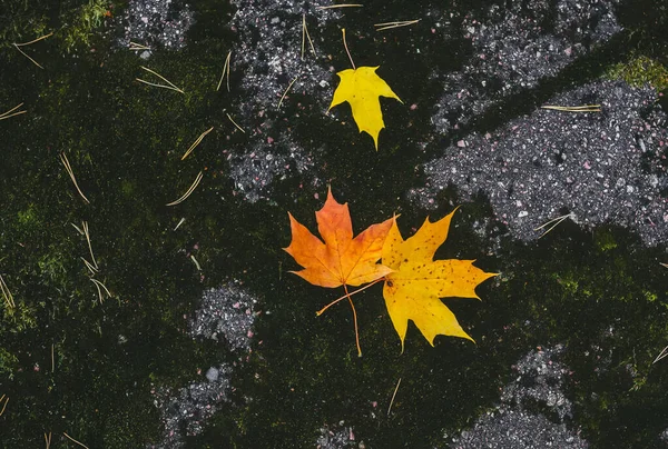 Yellow maple leaves in a puddle. Top view