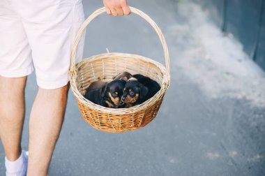 Şirin köpek yavruları sepetteki dachshundlar dışarıda oğlanın ellerinde. Yakın görünüm