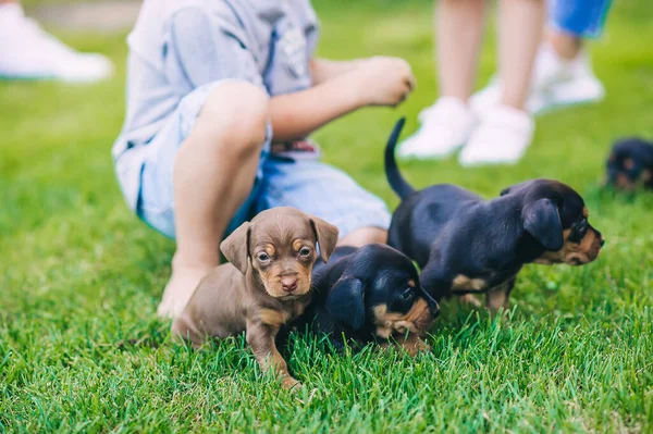 Três Cachorros Bonitos Dachshunds Sentados Lado Suas Pernas Menino Grama — Fotografia de Stock