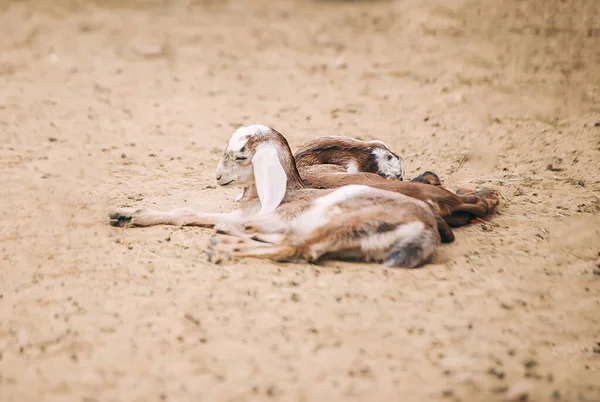 晴れた夏の日に砂の屋外に横たわっている小さな茶色のヤギの兄弟のグループ — ストック写真