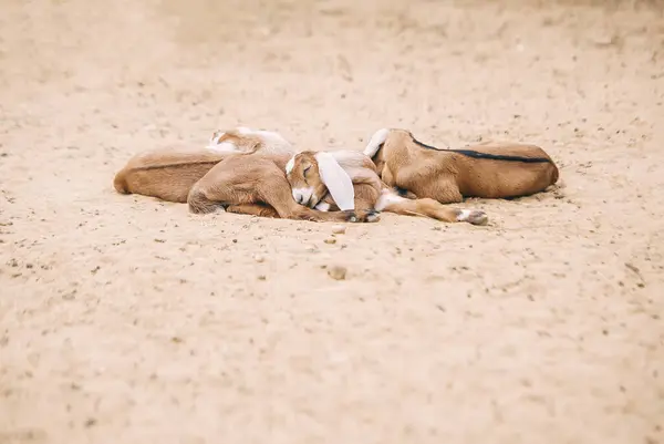 小さな茶色のヤギの兄弟のグループは 晴れた夏の日に砂の屋外で寝る — ストック写真