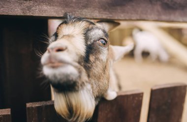 Keçi suratı. Yakından. Eski ahşap bir çitin arkasından bakıp kameraya bakan komik gri bir keçi..