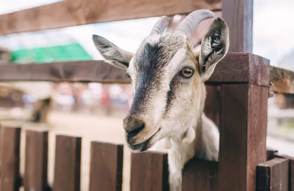 Visage Chèvre Près Une Drôle Chèvre Grise Jette Coup Œil — Photo