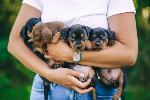 Kadının elleri dışarıda dört tane dachshund köpeği tutuyor. Yakın plan portre