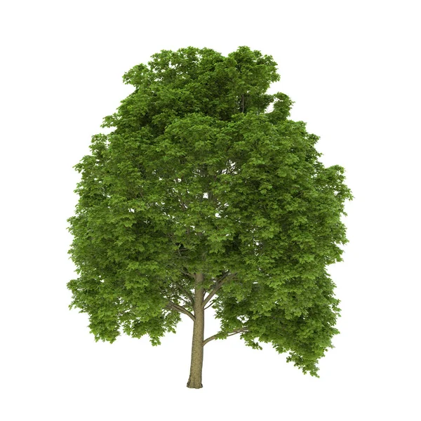 Renderowanie Klonu Polnego Białym Tle Drzewo Roku 2015 Niemczech — Zdjęcie stockowe