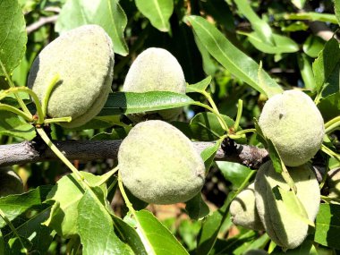 Üçünde organik yeşil çiğ badem.