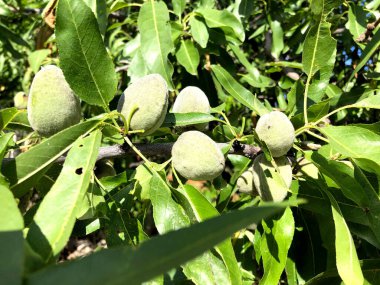 Üçünde organik yeşil çiğ badem.