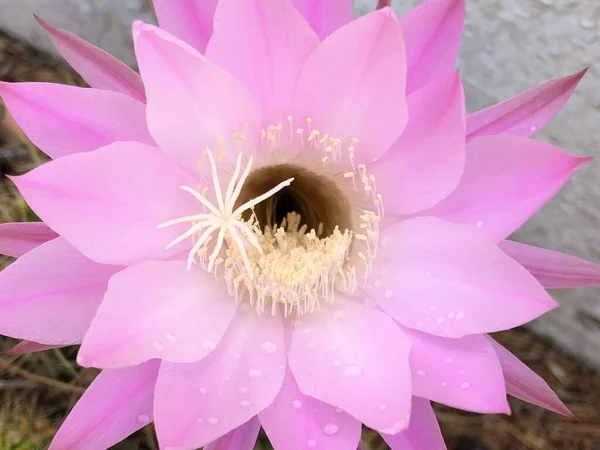 Bellissimo Fiore Cactus Rosa Dal Giardino — Foto Stock