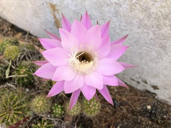 Piękny Różowy Kwiat Kaktusa Ogrodu — Zdjęcie stockowe