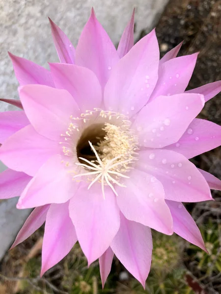 Beautiful Pink Cactus Flower Garden — Stock Photo, Image