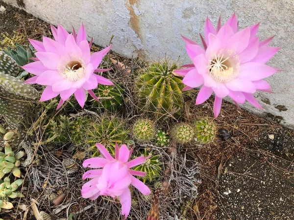 Piękny Różowy Kwiat Kaktusa Ogrodu — Zdjęcie stockowe