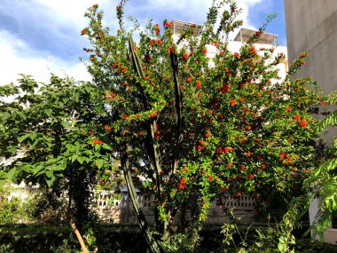 Çiçek açmış güzel bir nar ağacı.