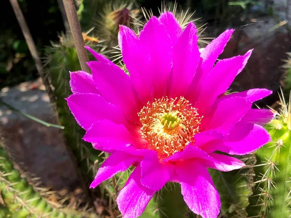 Bellissimo Fiore Cactus Rosa Dal Giardino — Foto Stock