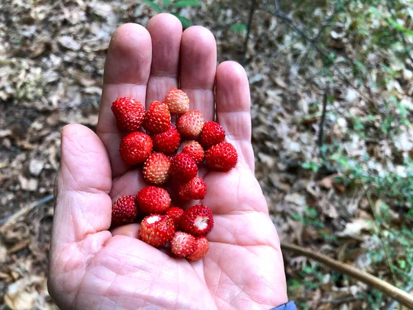 Deliziose Fragole Crude Selvatiche Raccolte Nella Foresta — Foto Stock