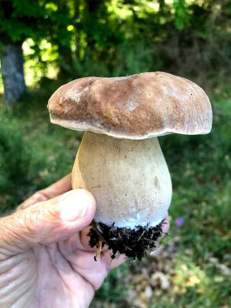 Cogumelo Porcini Cru Encontrado Floresta Calábria Itália — Fotografia de Stock