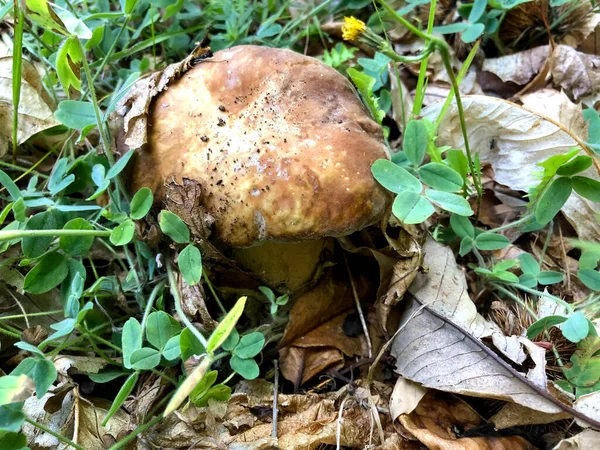 Cogumelo Porcini Cru Encontrado Floresta Calábria Itália — Fotografia de Stock