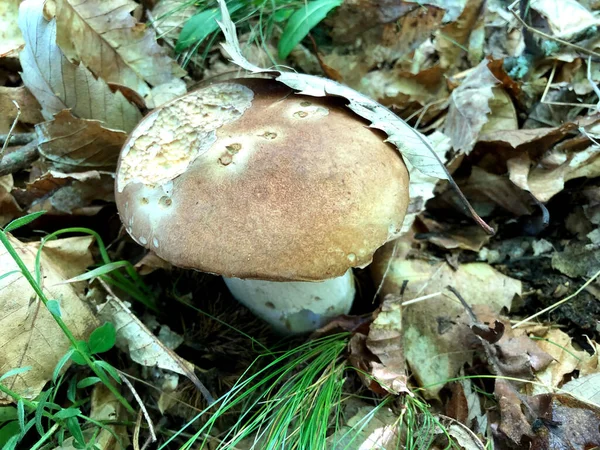 Cogumelo Porcini Cru Encontrado Floresta Calábria Itália — Fotografia de Stock