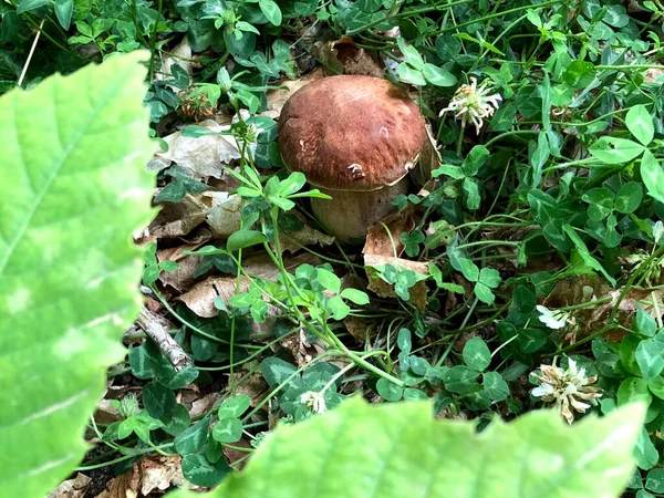 Ωμό Μανιτάρι Porcini Βρέθηκε Στο Δάσος Στην Καλαβρία Ιταλία — Φωτογραφία Αρχείου