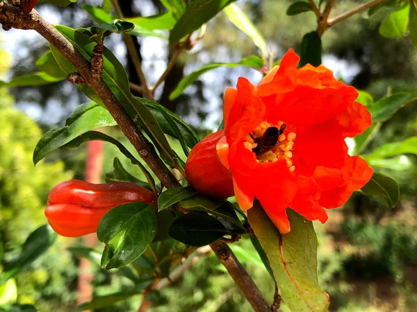 Bellissimo Melograno Piena Fioritura — Foto Stock