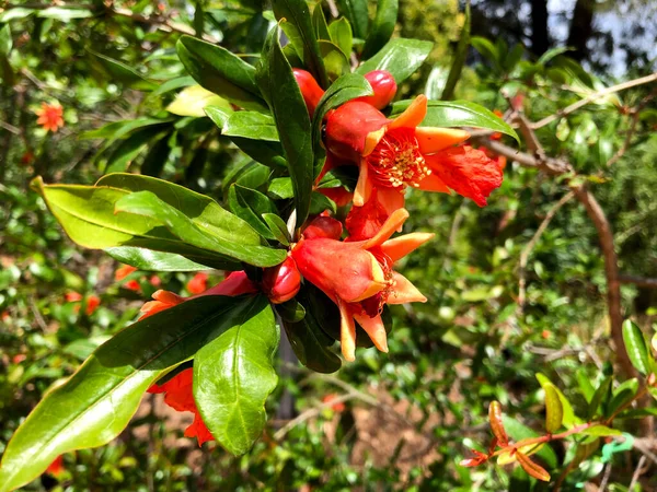 Beau Grenadier Pleine Floraison — Photo