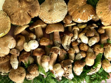 Calabria, İtalya 'da ormanda çiğ Porcini mantarı bulundu.