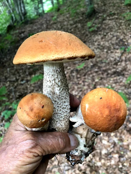 Cogumelo Porcini Cru Encontrado Floresta Calábria Itália — Fotografia de Stock