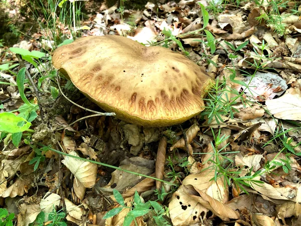 Cogumelo Porcini Cru Encontrado Floresta Calábria Itália — Fotografia de Stock