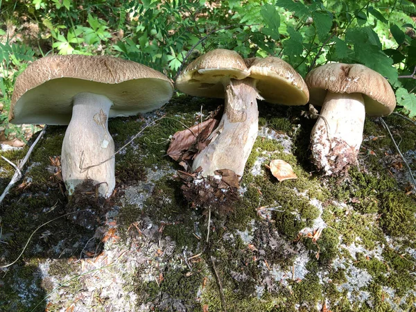 Cogumelo Porcini Cru Encontrado Floresta Calábria Itália — Fotografia de Stock