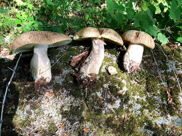 Ωμό Μανιτάρι Porcini Βρέθηκε Στο Δάσος Στην Καλαβρία Ιταλία — Φωτογραφία Αρχείου