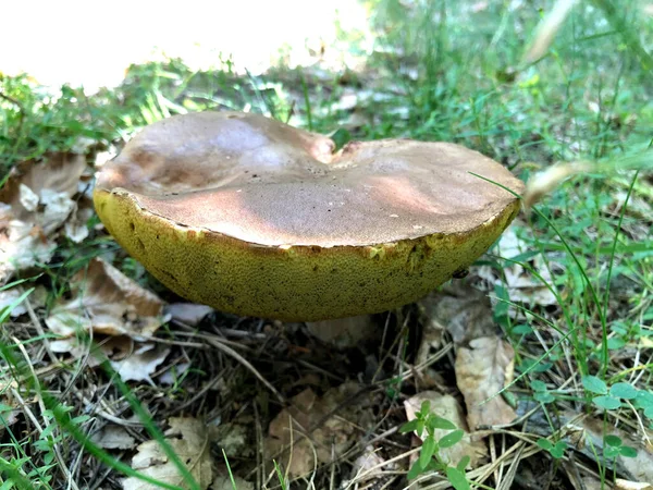 Ωμό Μανιτάρι Porcini Βρέθηκε Στο Δάσος Στην Καλαβρία Ιταλία — Φωτογραφία Αρχείου