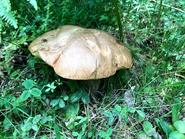 Ωμό Μανιτάρι Porcini Βρέθηκε Στο Δάσος Στην Καλαβρία Ιταλία — Φωτογραφία Αρχείου