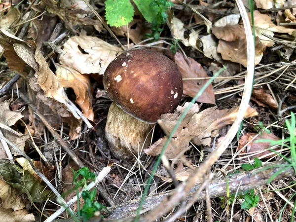 Cogumelo Porcini Cru Encontrado Floresta Calábria Itália — Fotografia de Stock