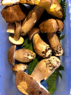 Calabria, İtalya 'da ormanda çiğ Porcini mantarı bulundu.